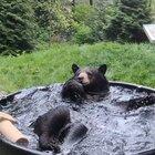 Black bear plays in his tub