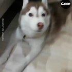 This husky likes to scream