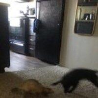 My Ferret, Gwin, has become best friends with his neighbor, Saber, and loves when he comes for a visit!