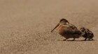 Wood ducks practicing their derp dance