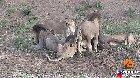 Lions fight while eating a water buffalo, then it casually walks off