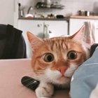 Hunting eyes