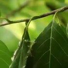 🔥 Tailorbird sewing her nest