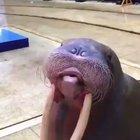 So, walruses can whistle