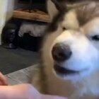 woof_irl