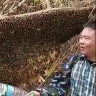 WCGW if I mess with the bees?