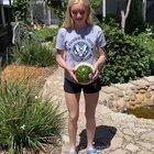 I will let this watermelon with many elastic bands fall, WCGW?