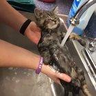 Just a kitten pondering life while his servant bathes him