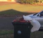 This bird just moved a brick. Then opened a trash can. Enough internet for today.