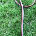 WCGW if I try to blow up gopher holes