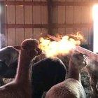 Alpaca appears to breathe fire on a cold morning