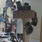 Baby racoons
