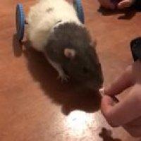 I've been 3D printing rat wheelchairs for some of my local rescues. &amp;lt;3