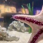 This is how a starfish move