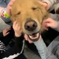 Good boy gets well-deserved scritches