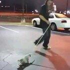 Crackhead puts a possum on a leash