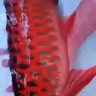 🔥 Shiny Red body of threatened Asian Arowana fish 🔥