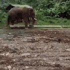 Elephant uses a stick to clean in-between its toes