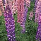 This field of lupine in New Zealand