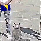 funy cat dance bideo