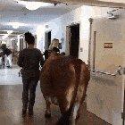 Even the bulls are in the hospital now.
