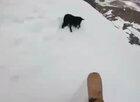 If i go snowboarding with my dog WCGW