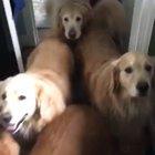 Golden happy to get pets from his golden buds