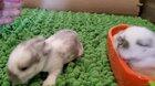 Baby bunny's eyes opened! Time to explore!