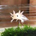 Axolotl swimming in fish tank