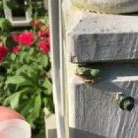 frog cooling off in a lid of water