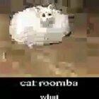 Cat roombu, no i won't lie it looks cool