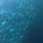 🔥 Manta ray migration 🔥