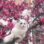 Kittens in a blossom tree