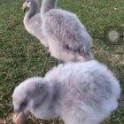 I had no idea baby flamingos were so cute. Also they sound like little raptors.