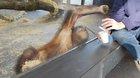 Orangutan’s mind is blown after seeing this magic trick.