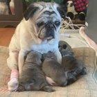 Pug puppies attempt to nurse from Grandma while Grandma wonders why she ever agreed to babysitting