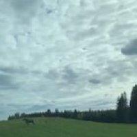 Baby moose encounters its first road