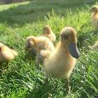 Some post bath duckling cuteness