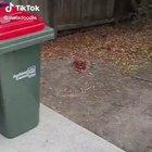 In New Zealand where there is a nationwide lockdown, a kind-hearted lady decided to help her elderly neighbour