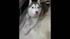 Husky is Vitas