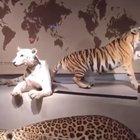 Cool lion exhibit