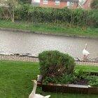 These totally zen geese, enjoying the rain in my garden that backs in to a canal - Congleton, UK