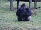 Gorilla uses sign language to tell people that he is not allowed to be fed by visitors