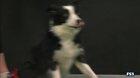 Pink the Dog Destroying Westminster Dog Show Agility Course