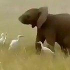 🔥 Baby elephant playfully showing off his flexible trunk