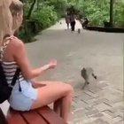 What Could Go Wrong if You Prank the Monkey?