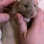 Cat the Rat doesn't think I'm washing my hands enough so he's helping to &quot;clean&quot; them!