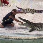 WCGW if I stick my hand up an alligator.