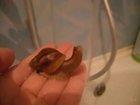 Forget your worries and enjoy snail enjoying shower