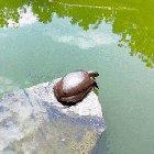 🔥 Turtle enjoying a nice morning stretch 🔥